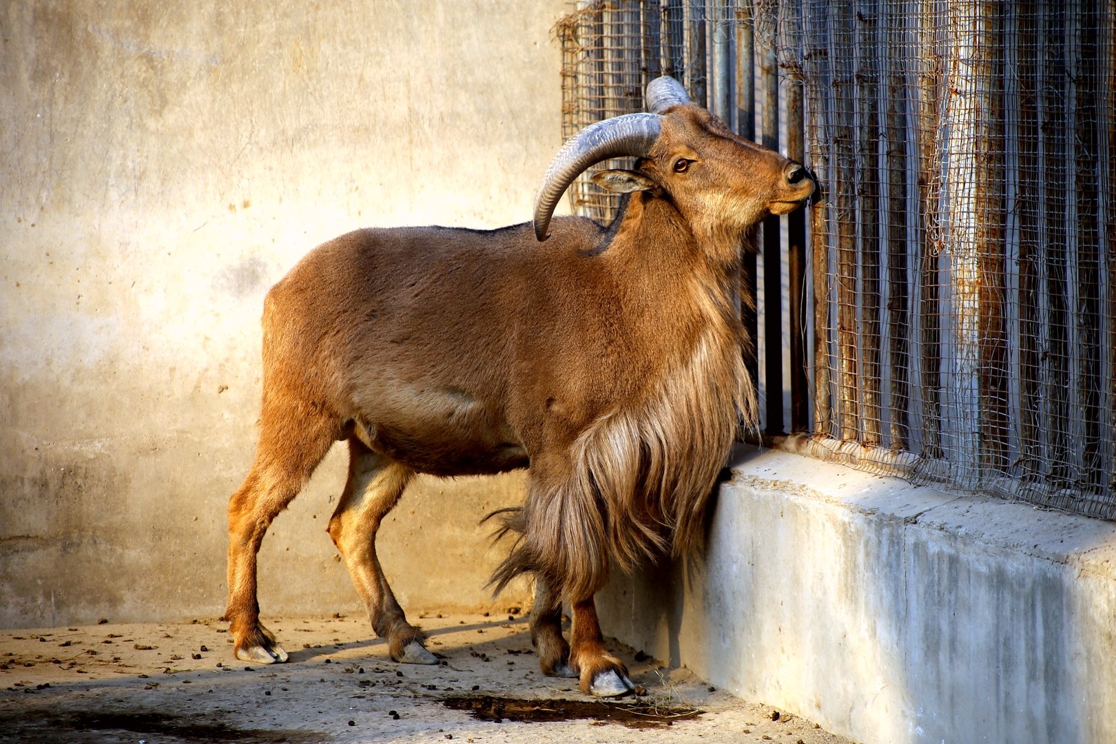Barbary Sheep