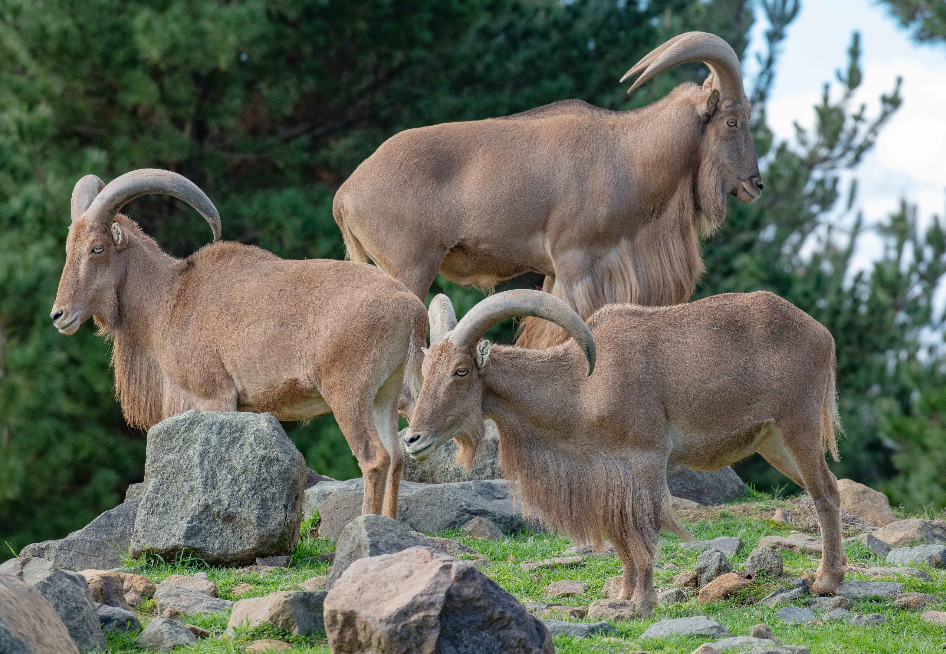Barbary Sheep