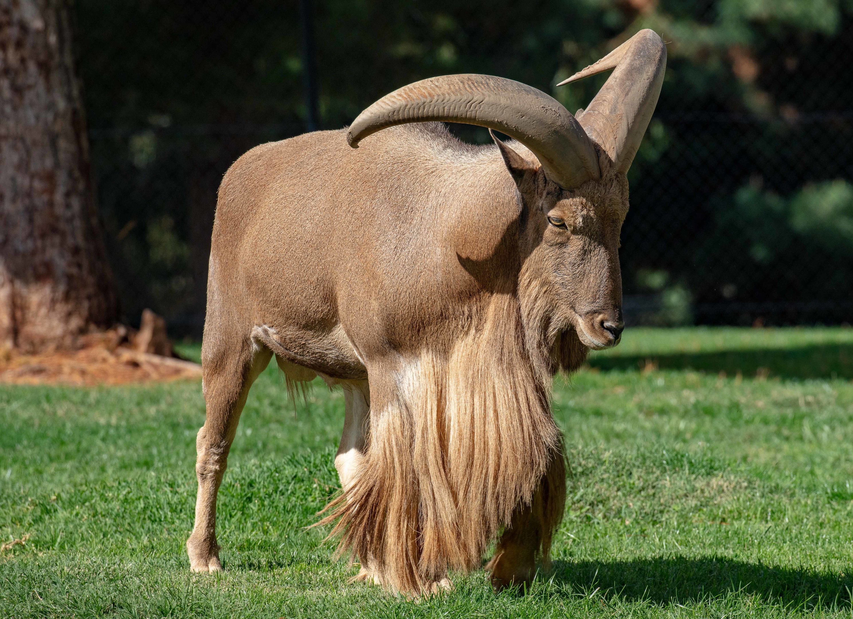 Barbary Sheep