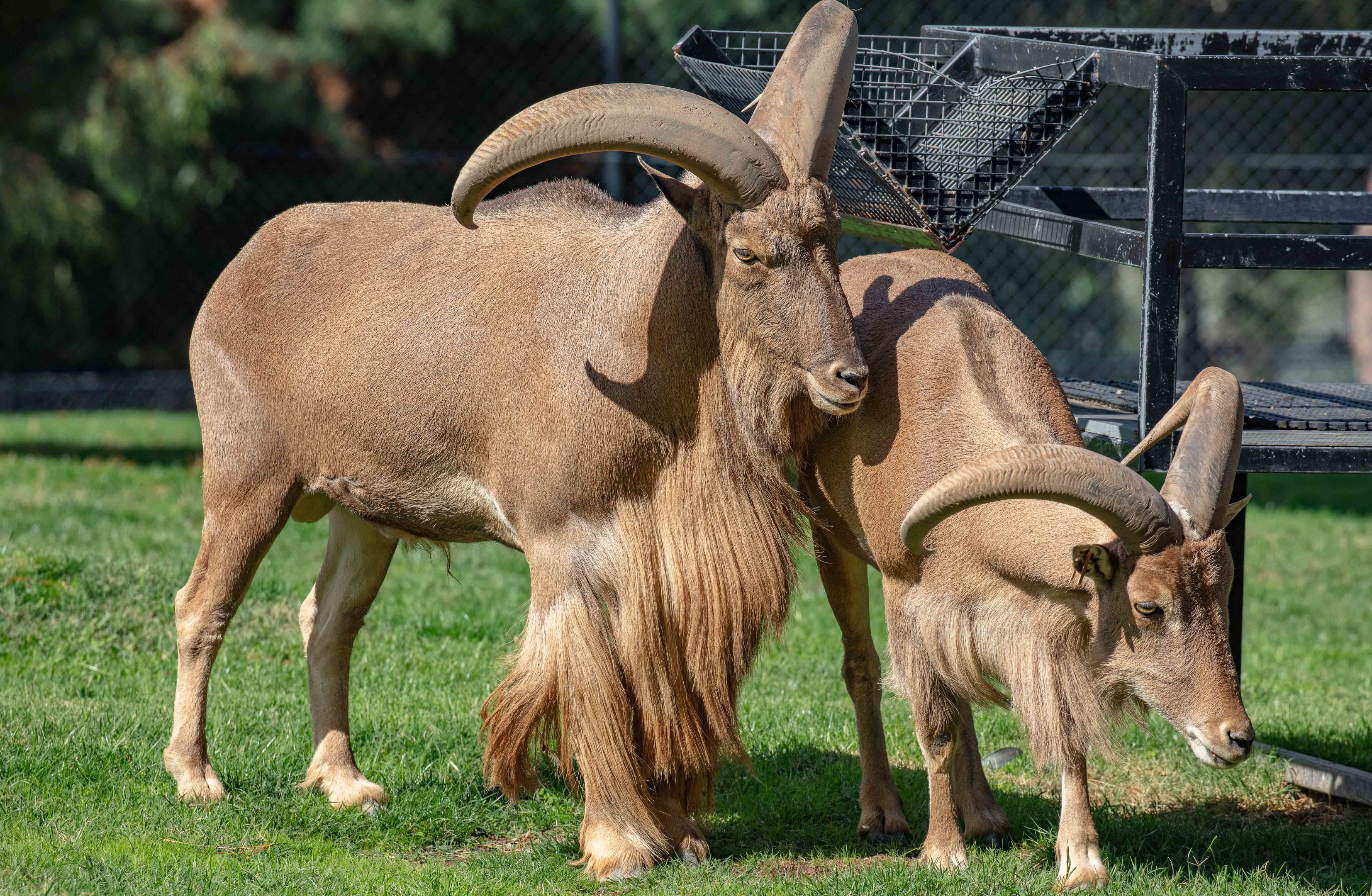 Barbary Sheep