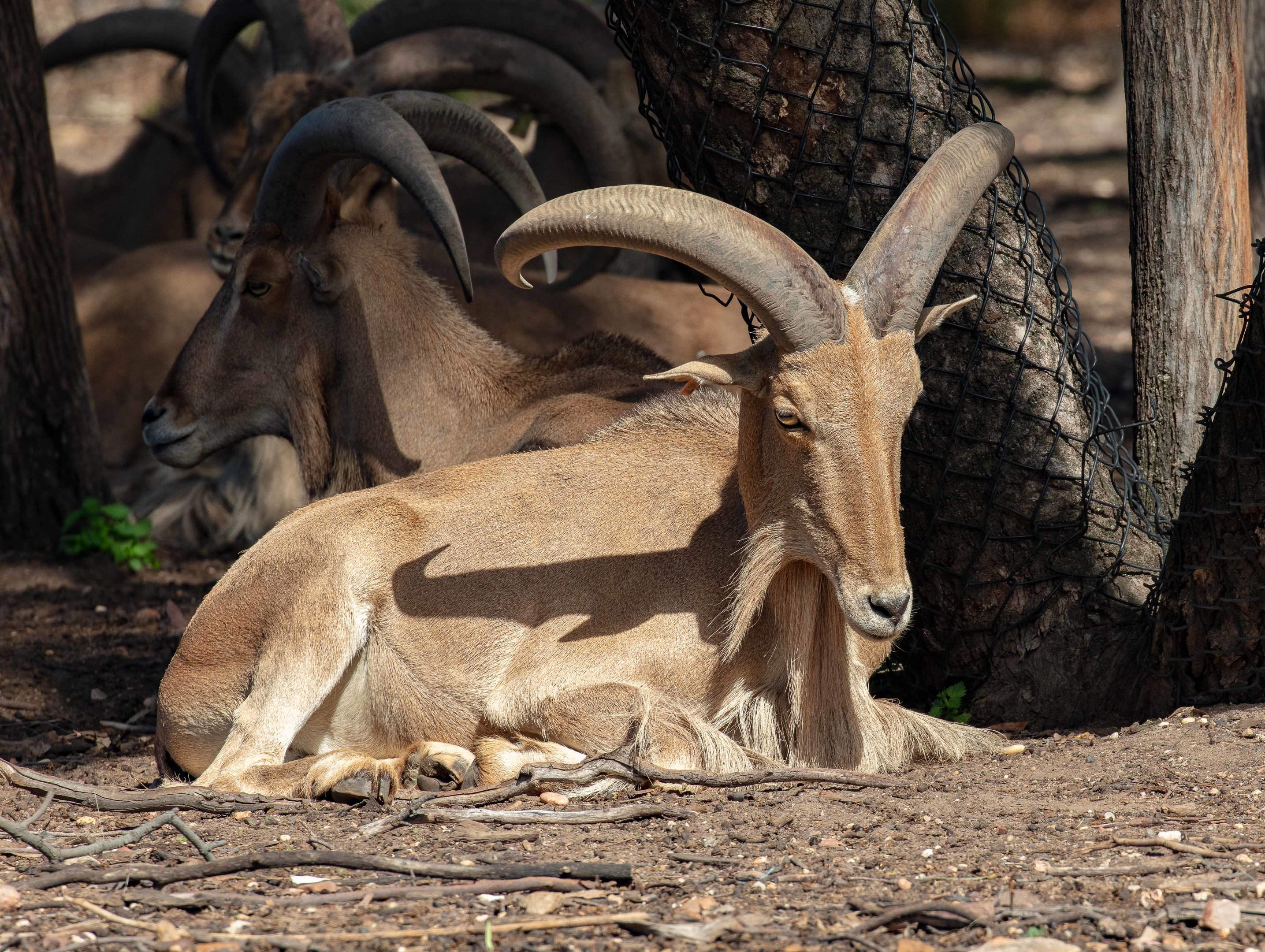 Barbary Sheep