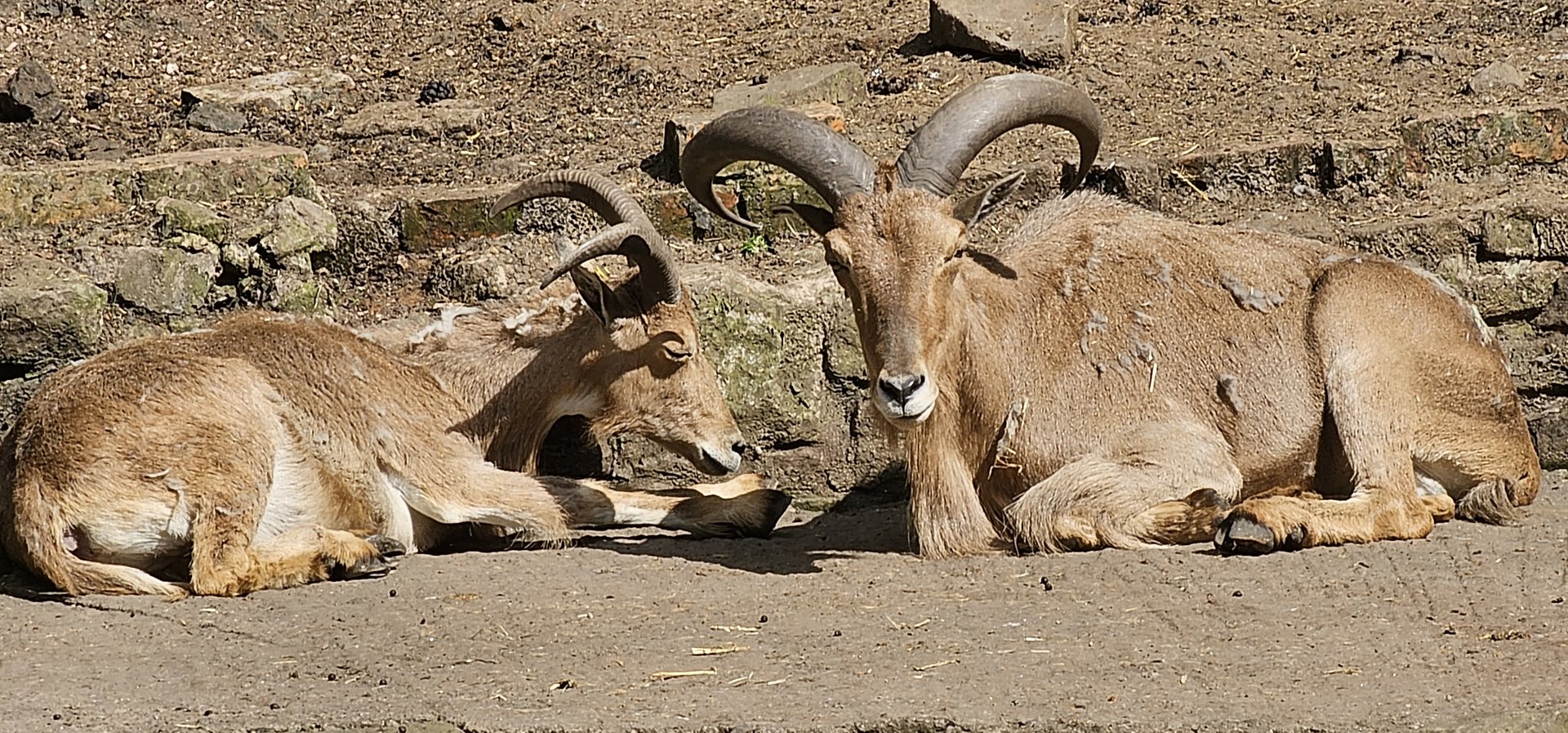 Barbary sheep