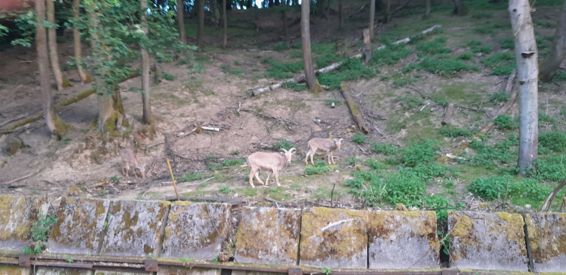 Barbary sheep