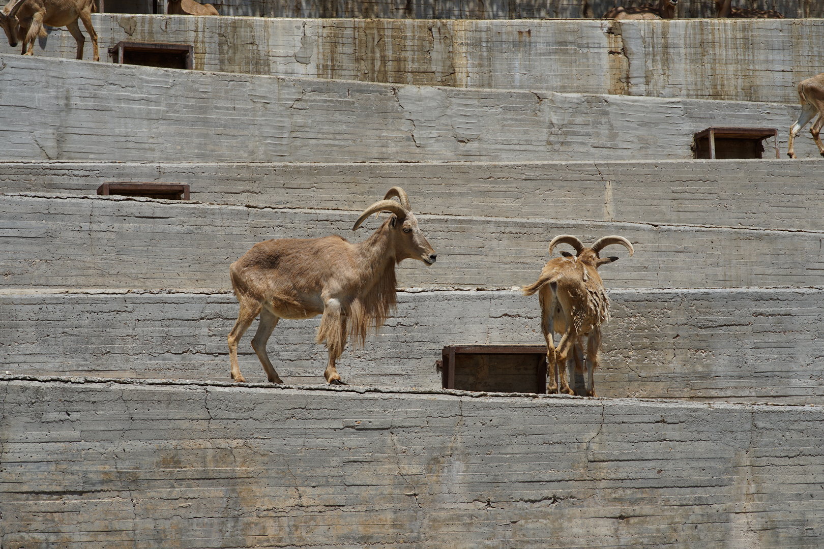 Barbary Sheep