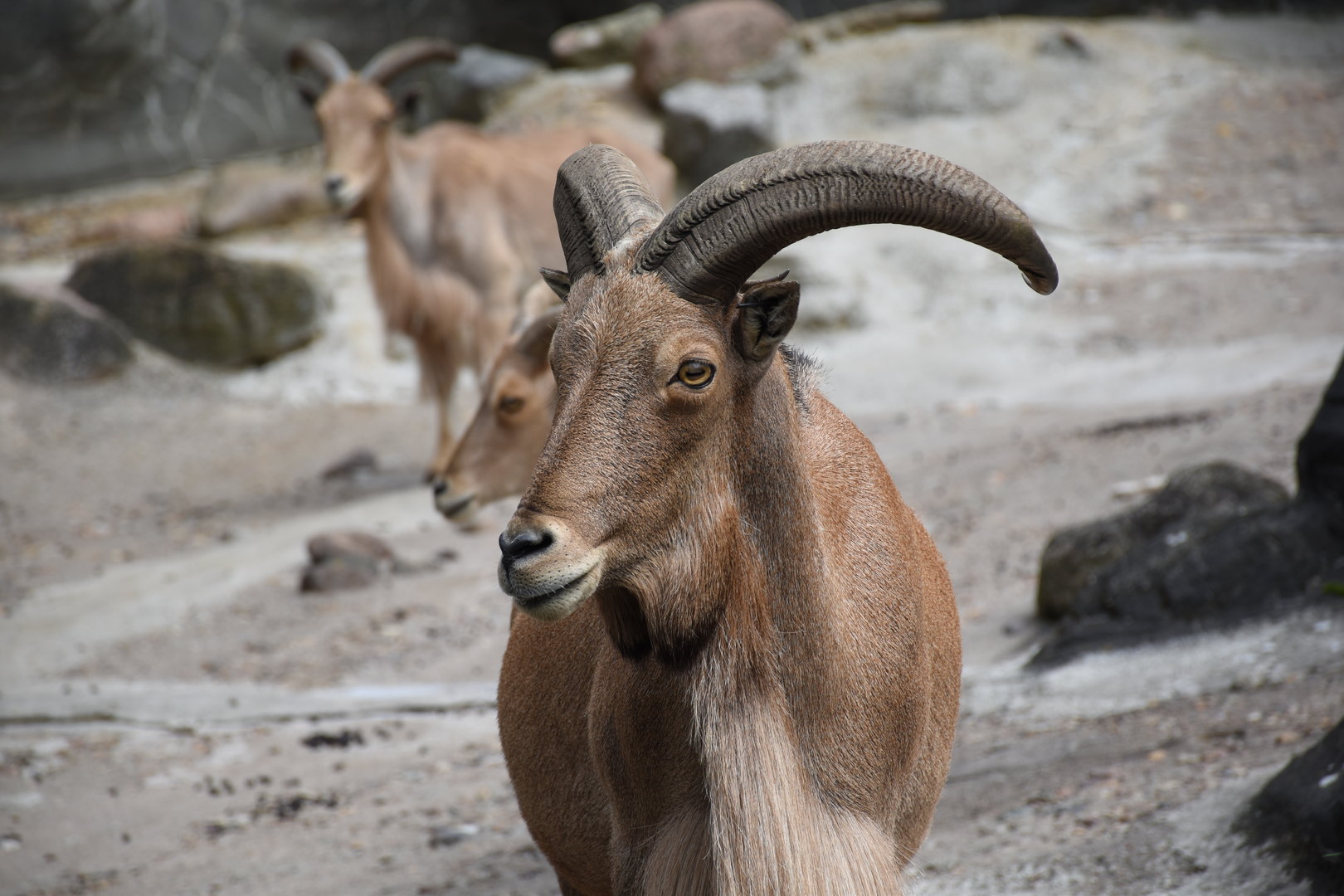 Barbary sheep