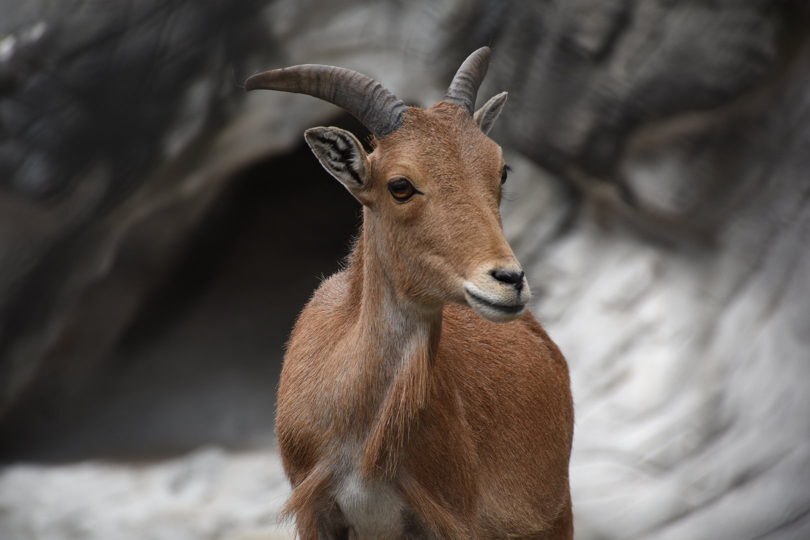 Barbary sheep
