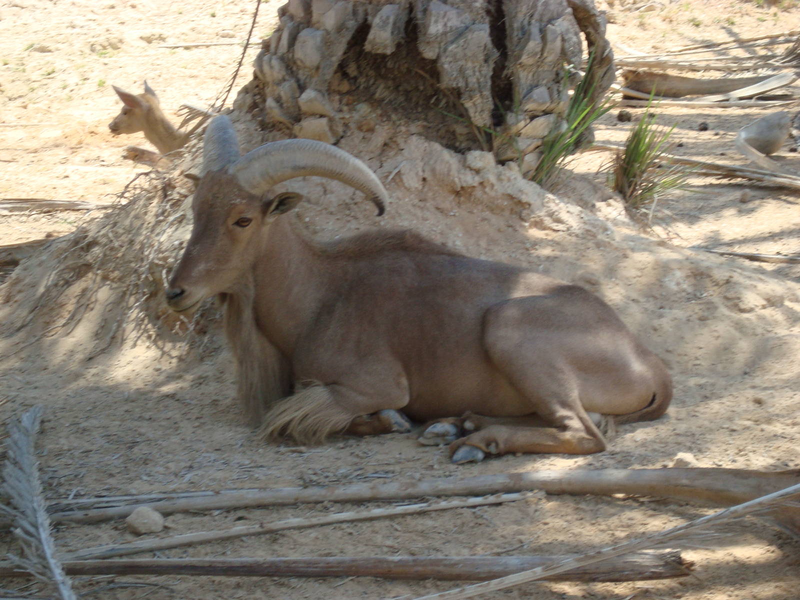 Barbary sheep