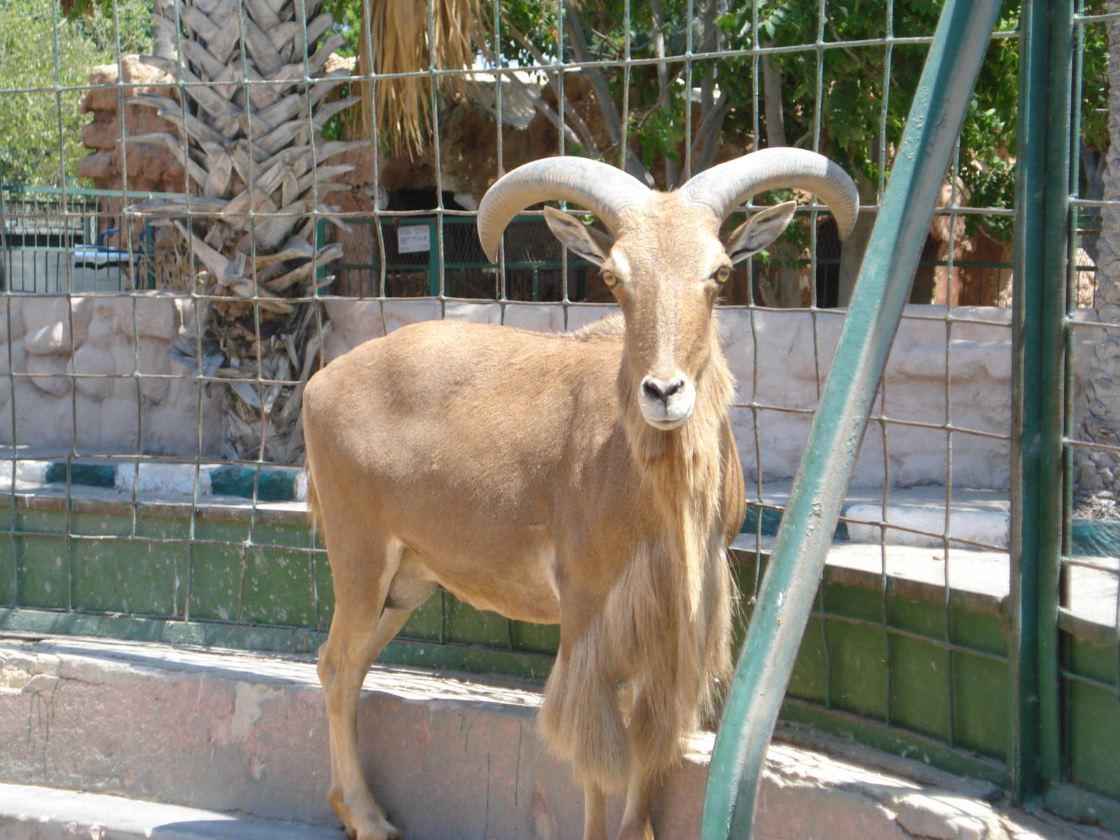 Barbary sheep