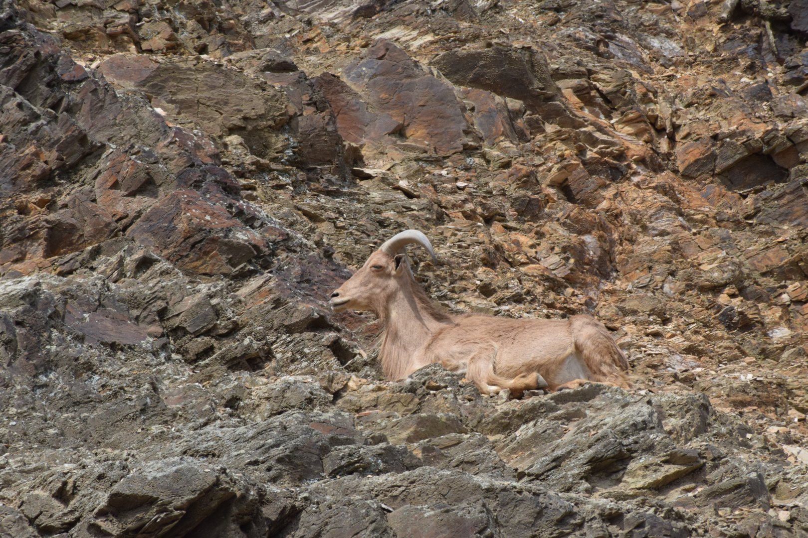 Barbary sheep