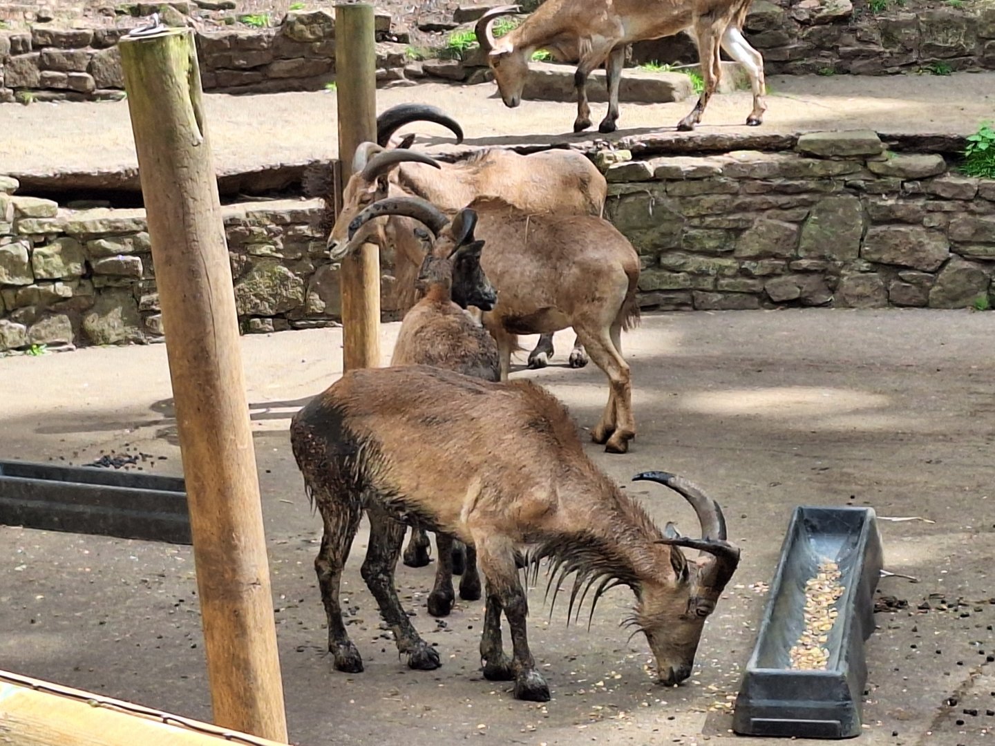 Barbary Sheep