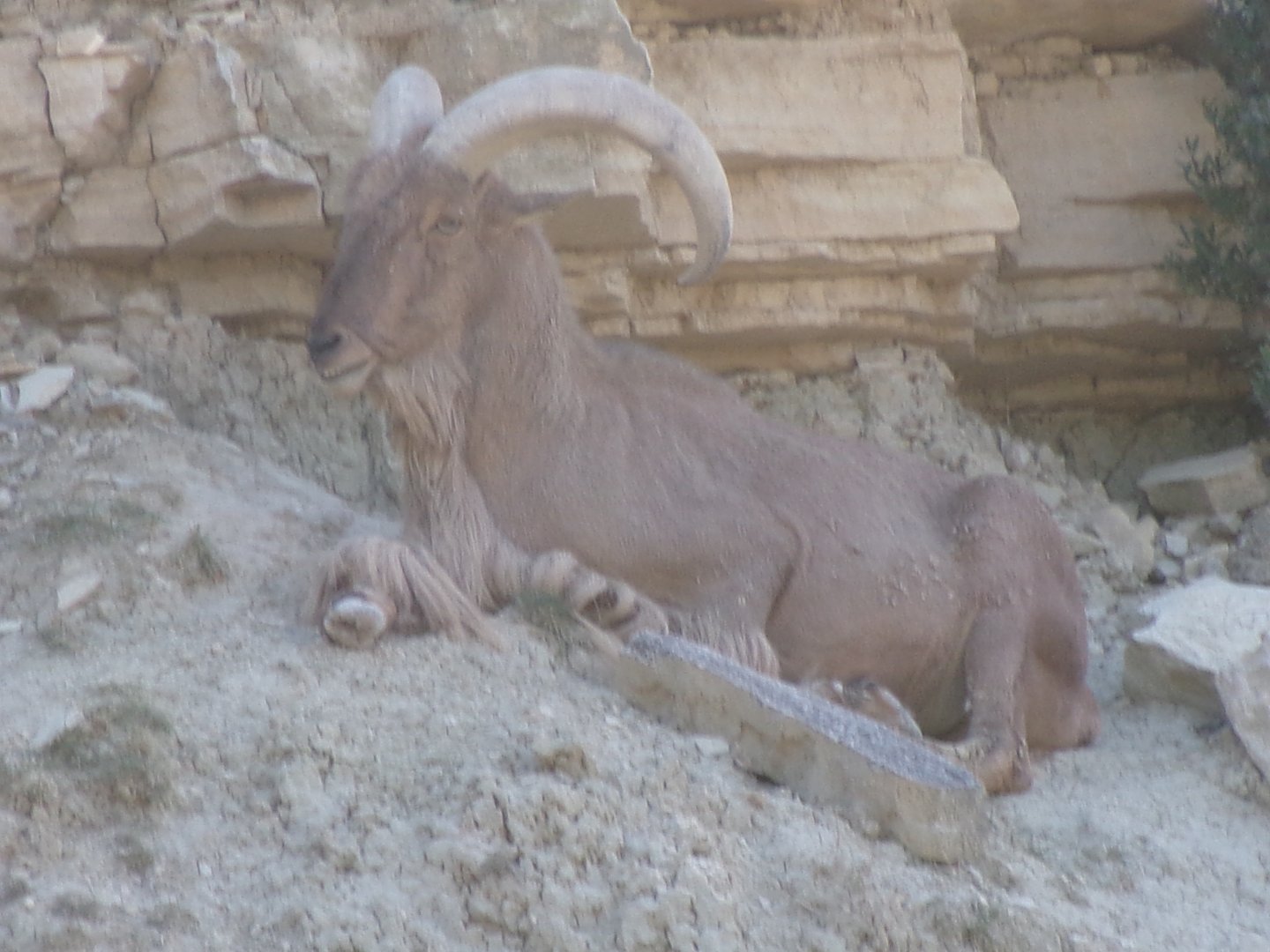Barbary sheep