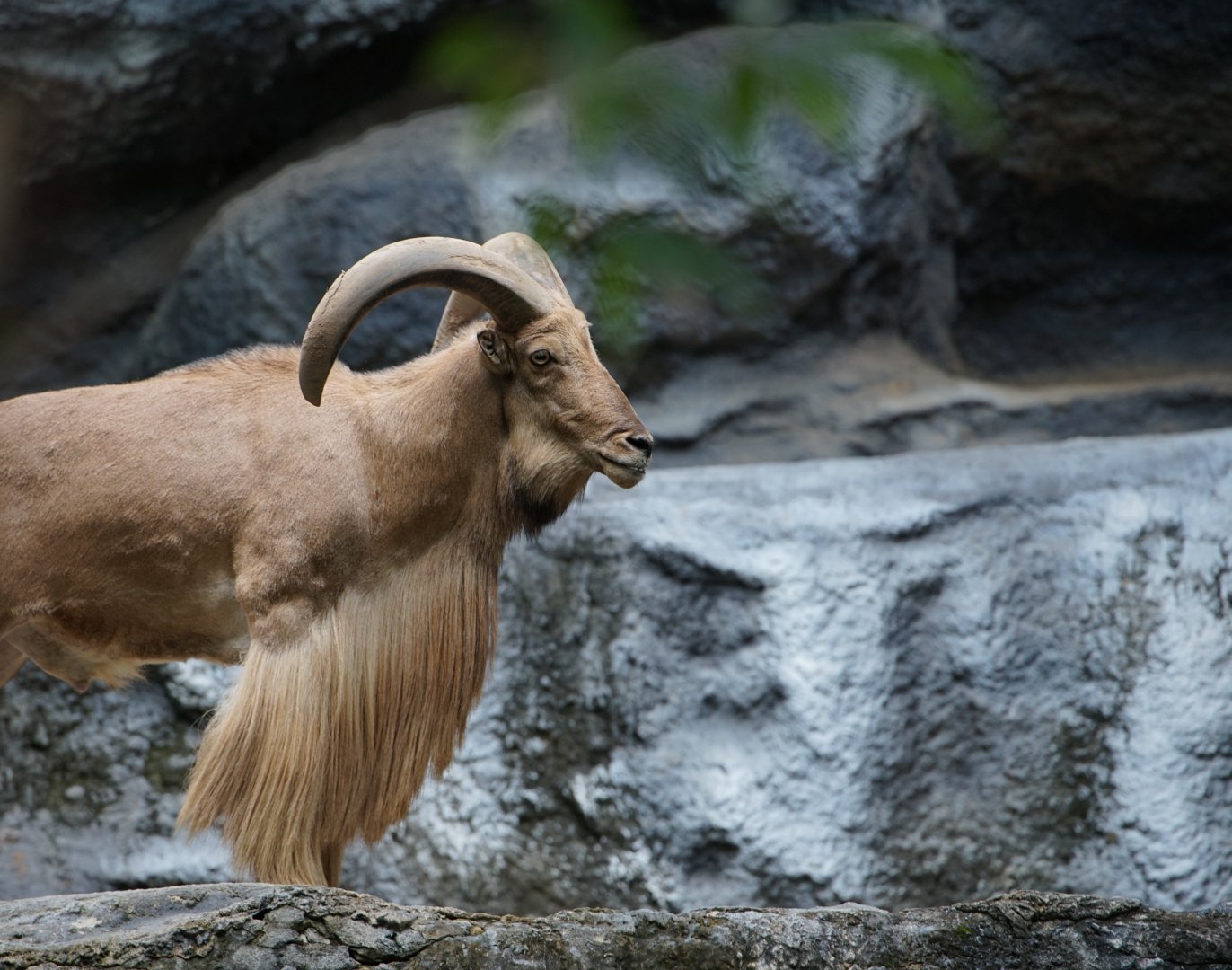 Barbary Sheep