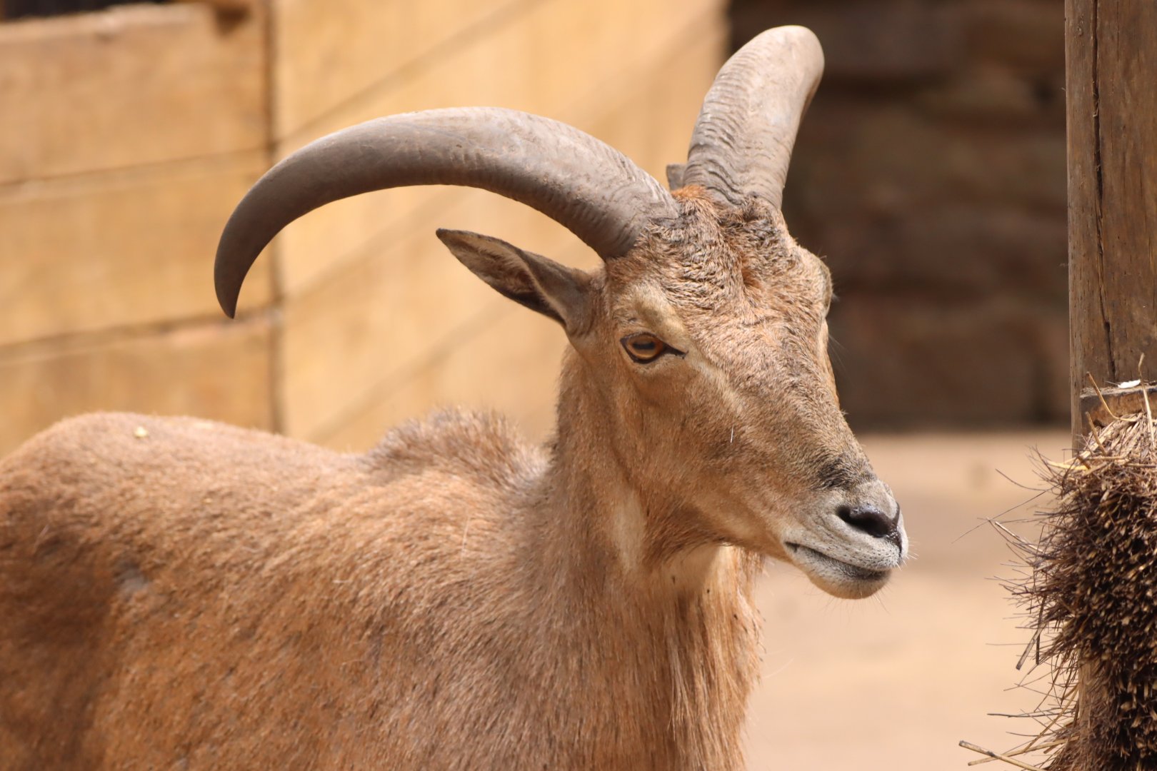 Barbary Sheep