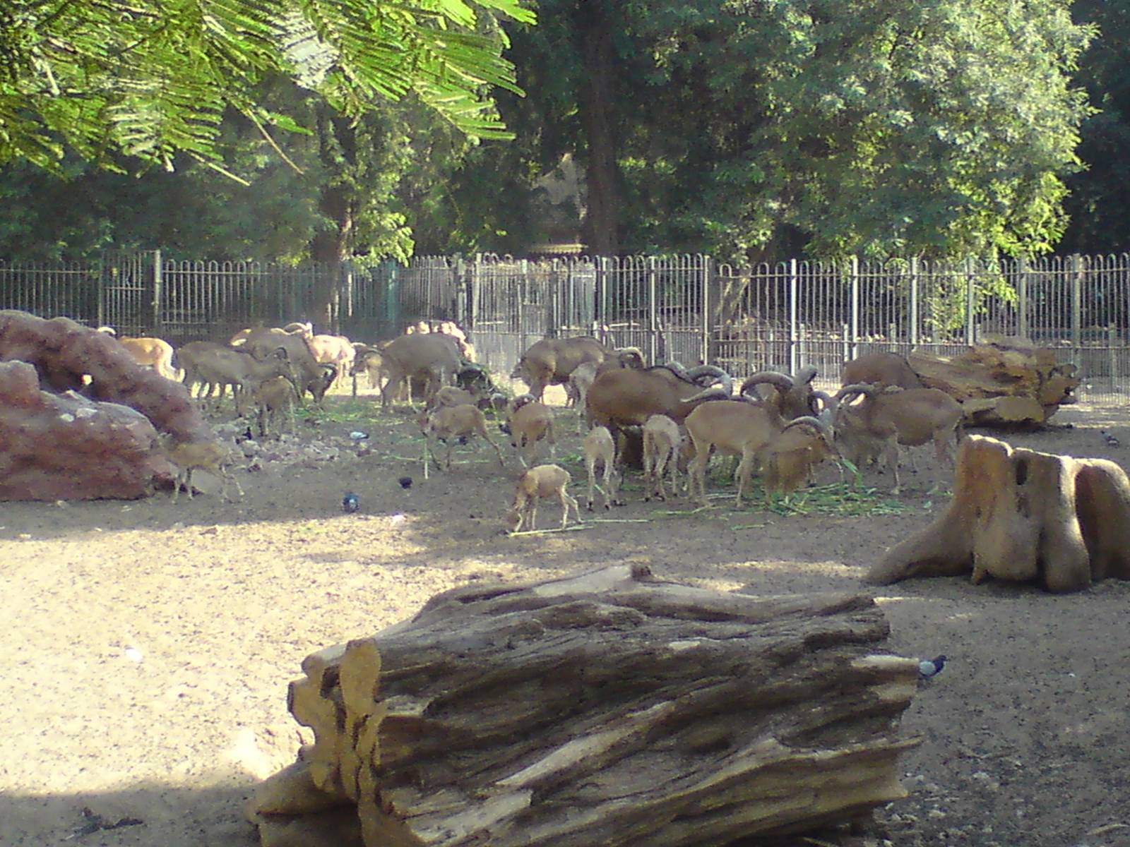 Barbary sheep