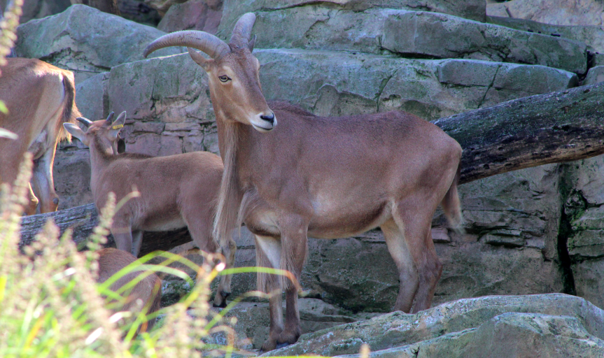 Barbary Sheep
