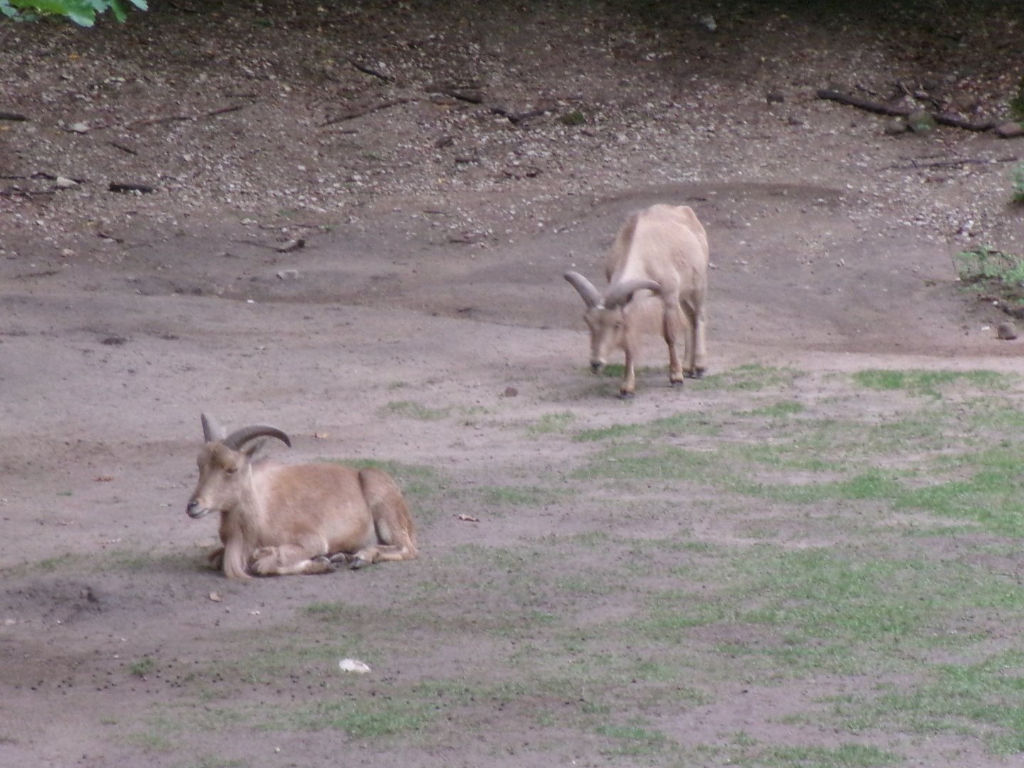 Barbary sheep