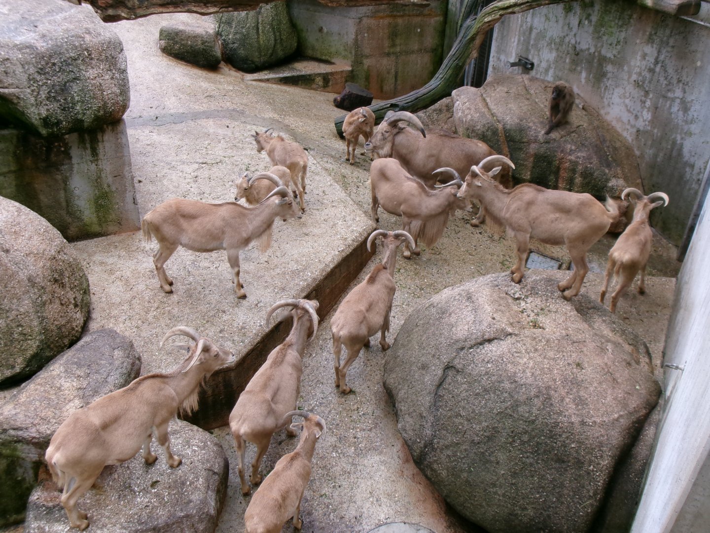 Barbary sheep