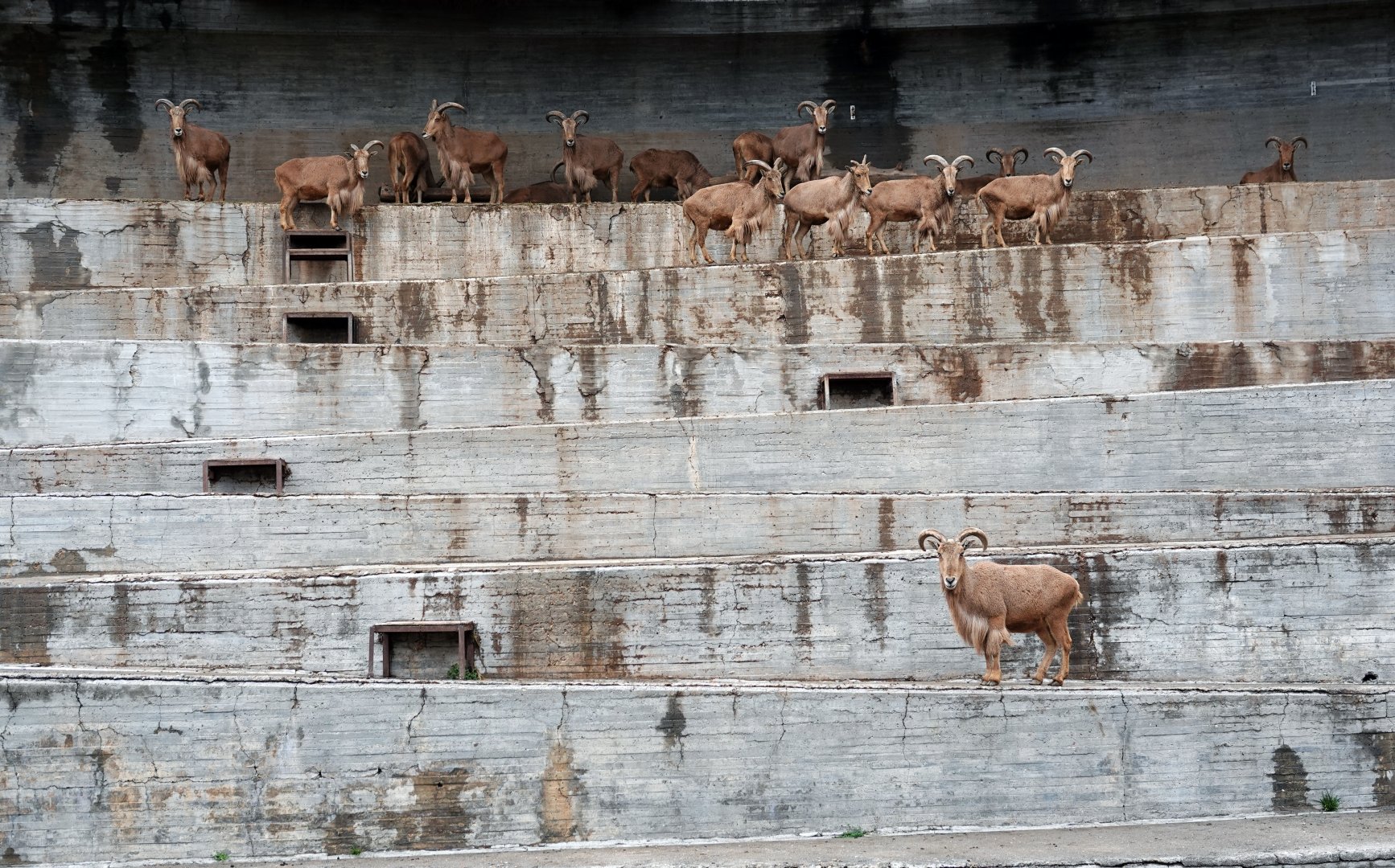 Barbary sheep