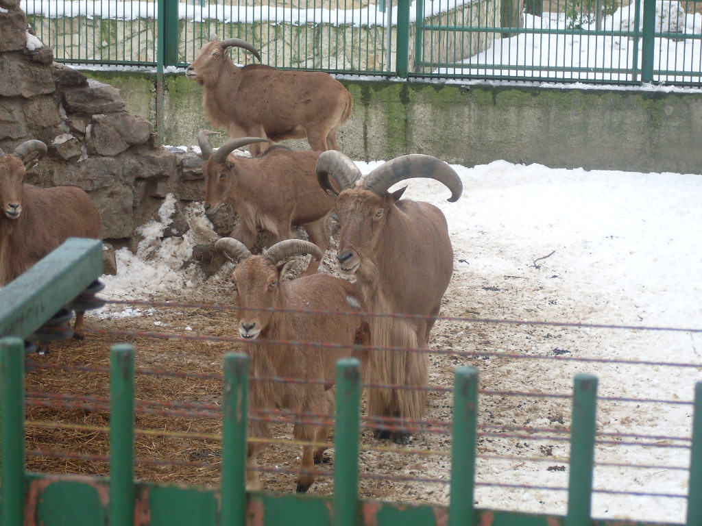Barbary sheep