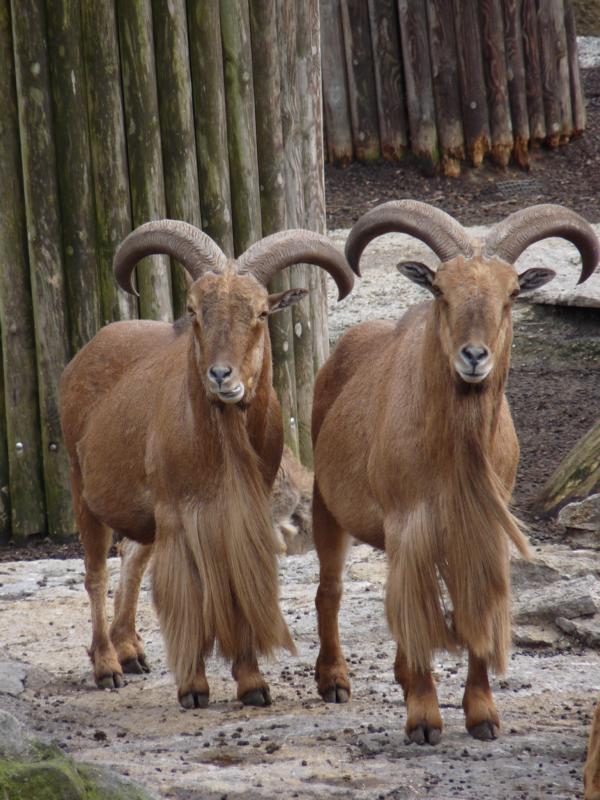 Barbary Sheep