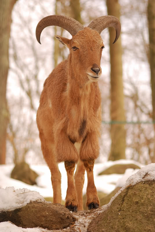 Barbary sheep