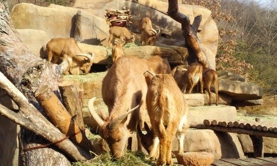 Barbary Sheeps in the Lost Valley attractions