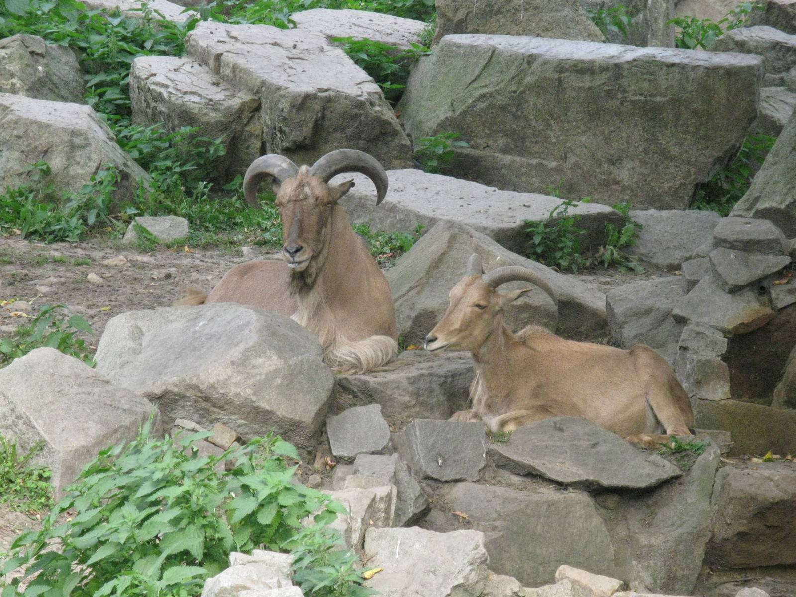 Barbary Sheep's