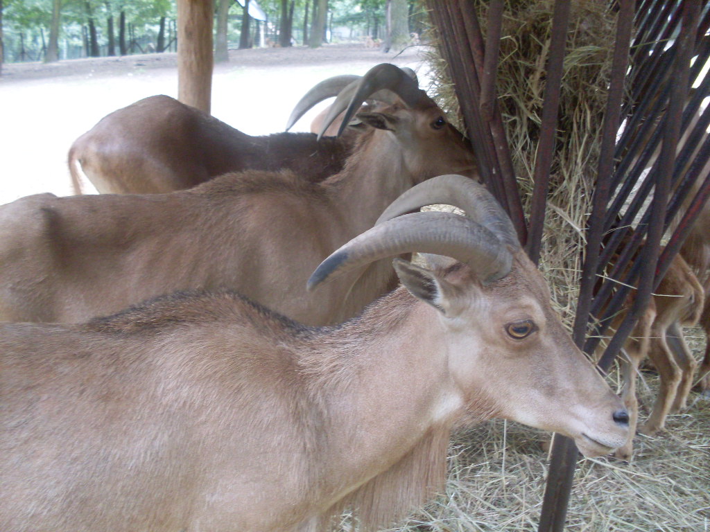 Barbary sheeps