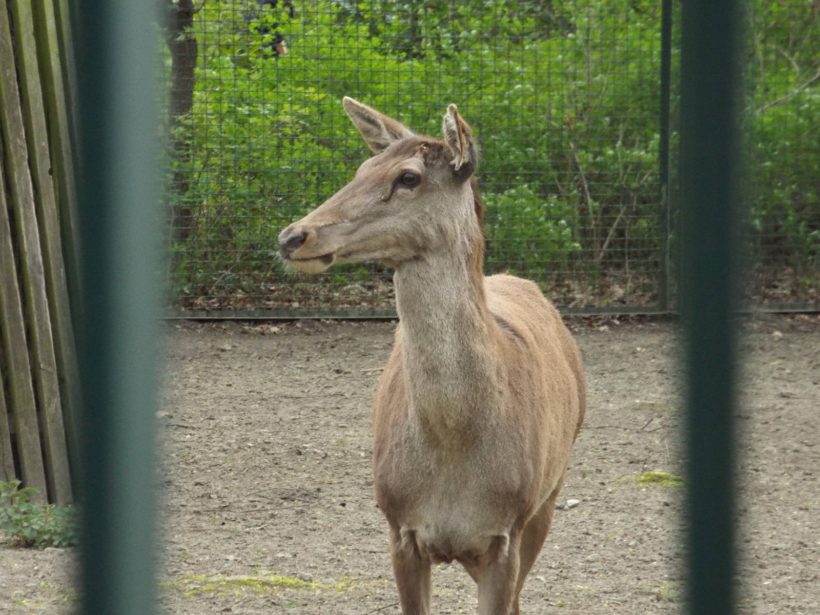 Barbary Stag (Cervus corsicanus barbarus) at Tierpark Berlin - April 8th 20