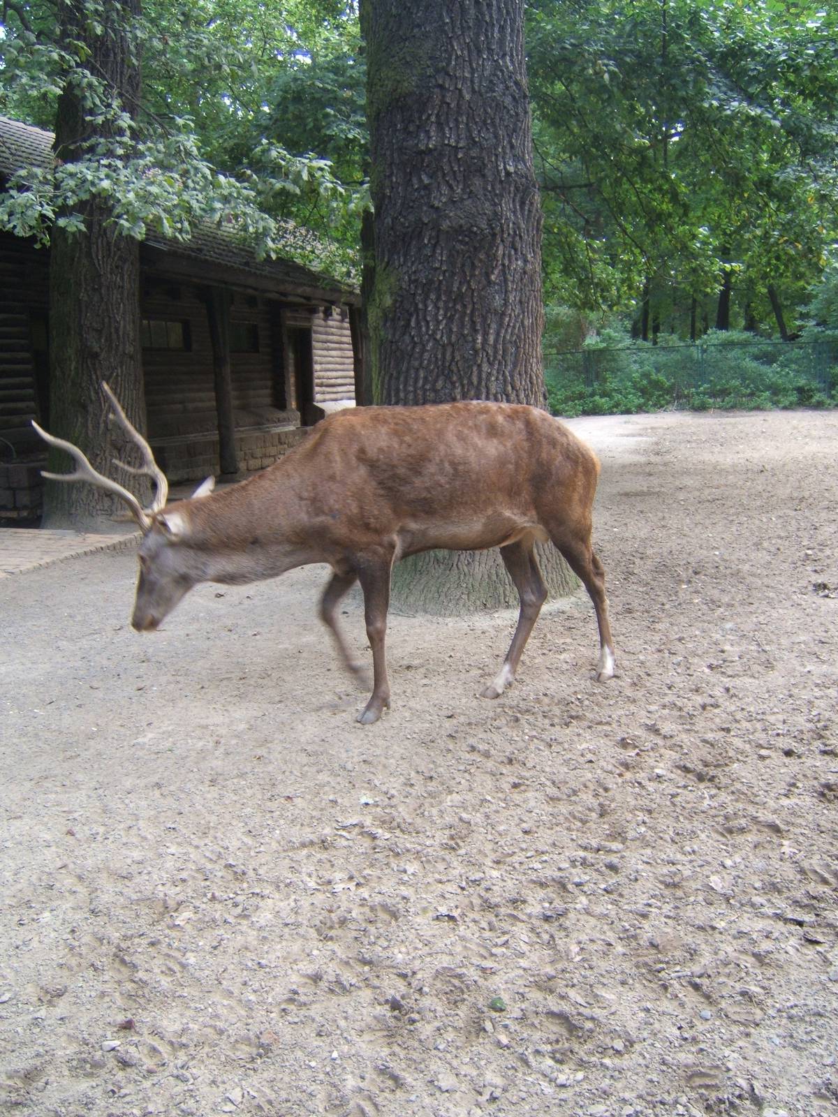 Barbary Stag (Cervus elaphus barbarus)