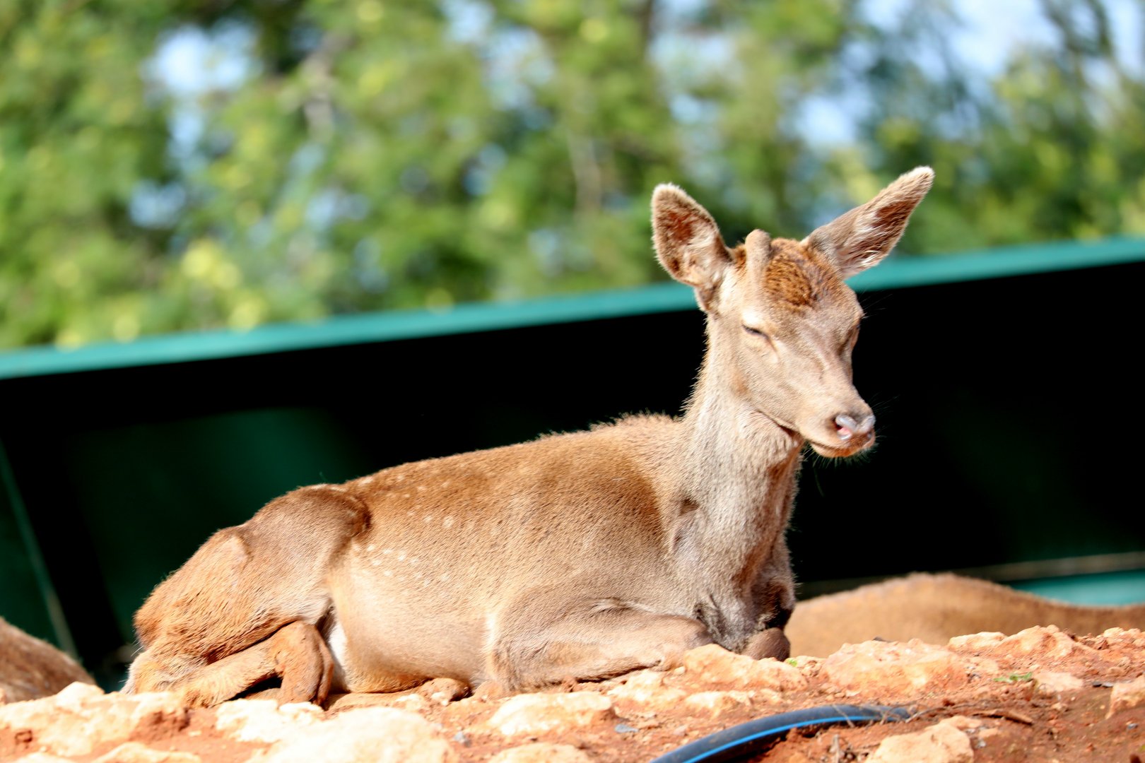 Barbary stag (Cervus elaphus barbarus)
