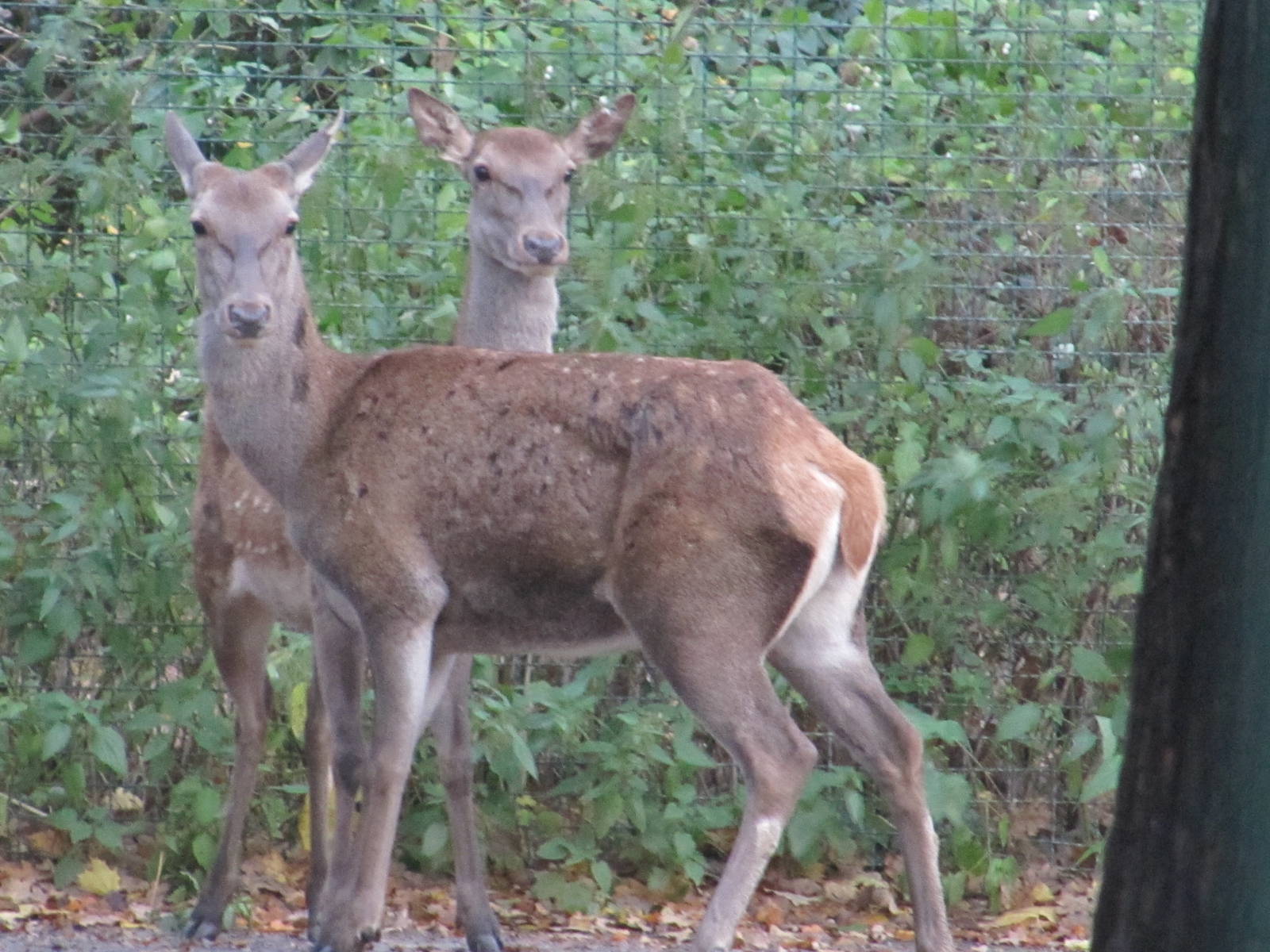 Barbary Stag nov 2010
