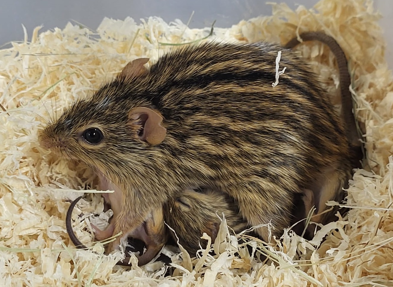 Barbary stiped grass mouse - female with young