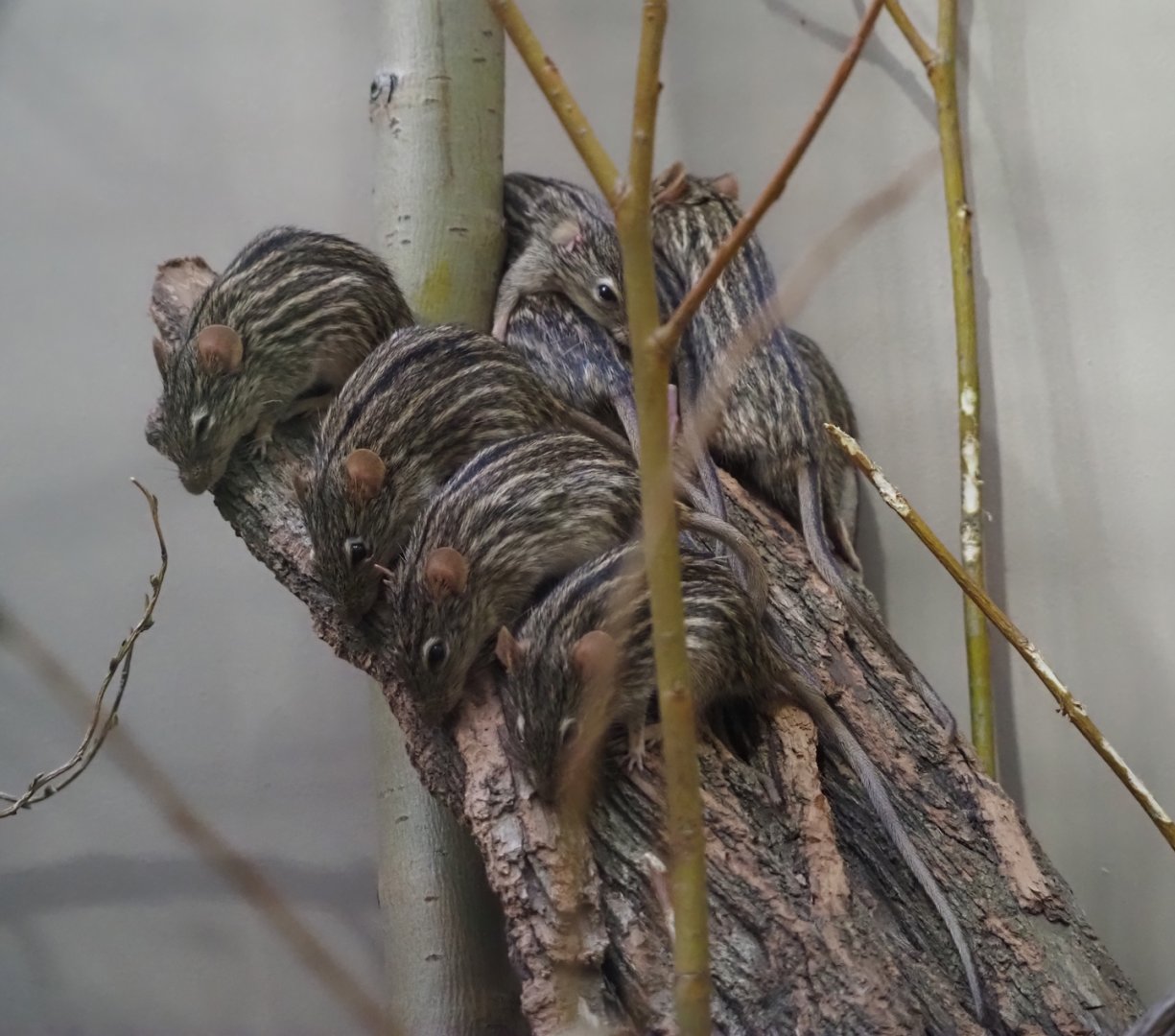 Barbary striped grass mice (Barbary Lemniscomys), 2024-03-09