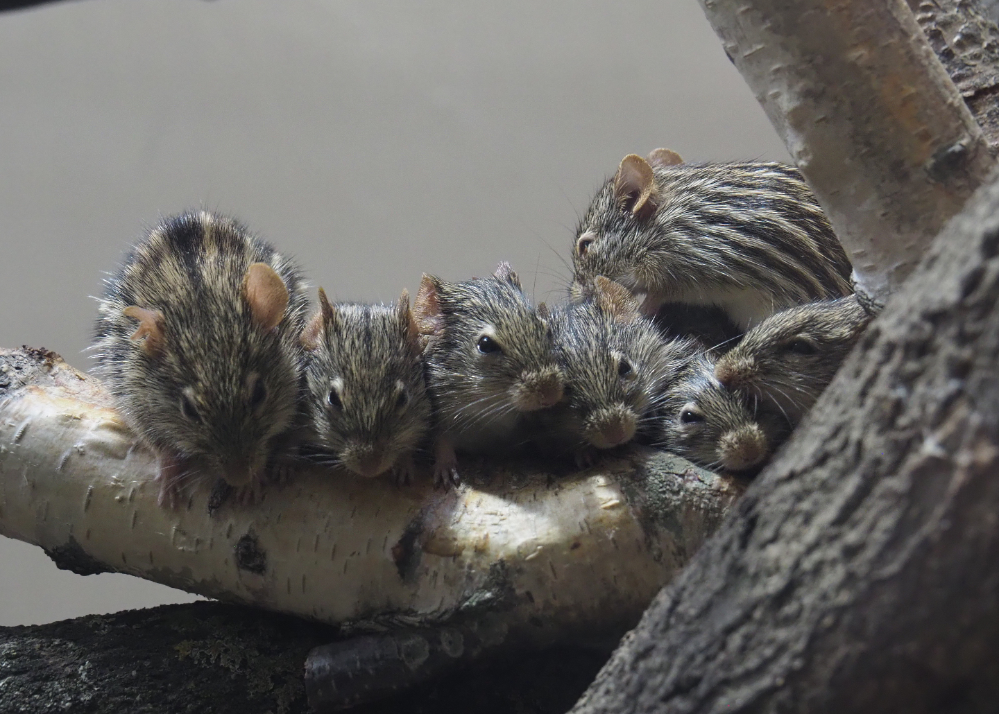 Barbary striped grass mice (Lemniscomys barbarus), 2020-09-20