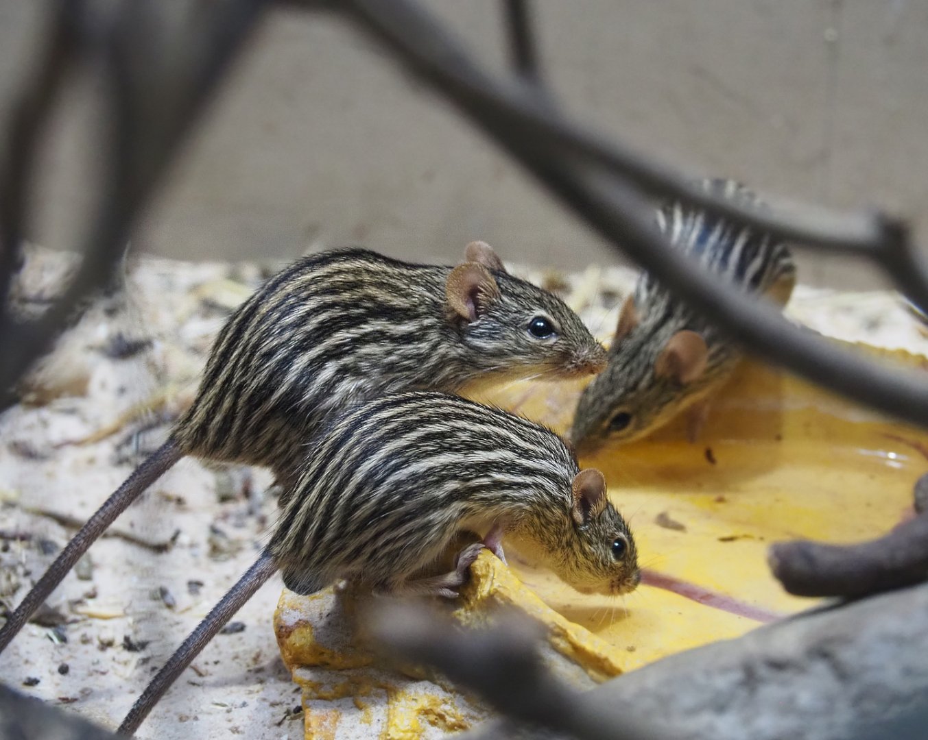 Barbary striped grass mice (Lemniscomys barbarus) drinking, 2020-06-28