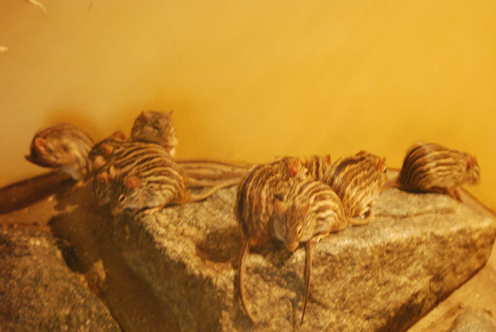 Barbary striped grass mice