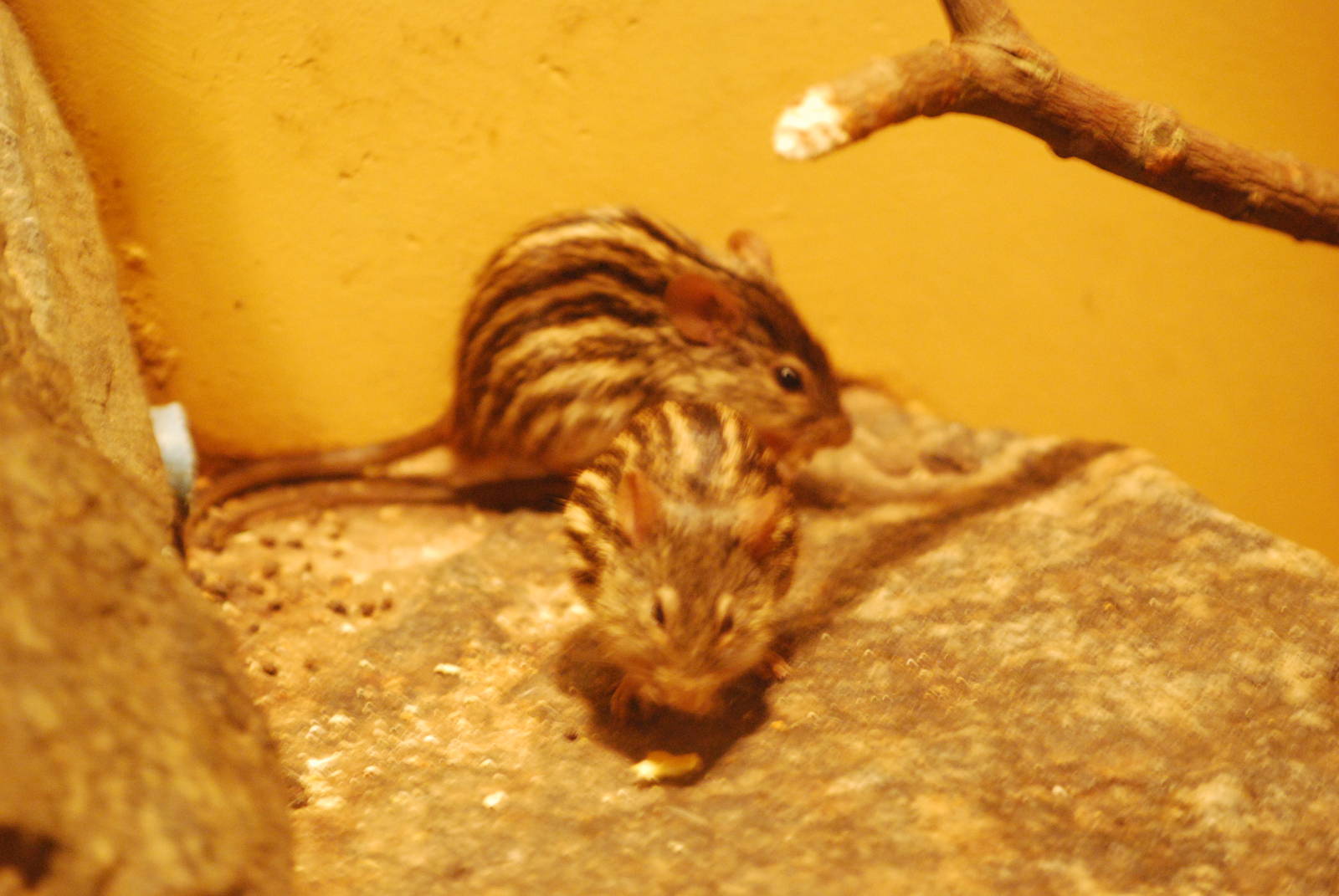 Barbary striped grass mice