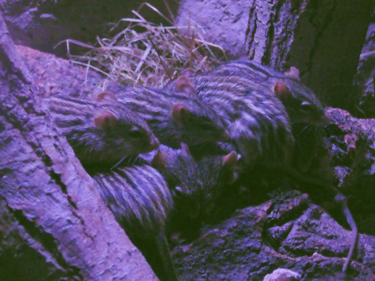 Barbary striped grass mice