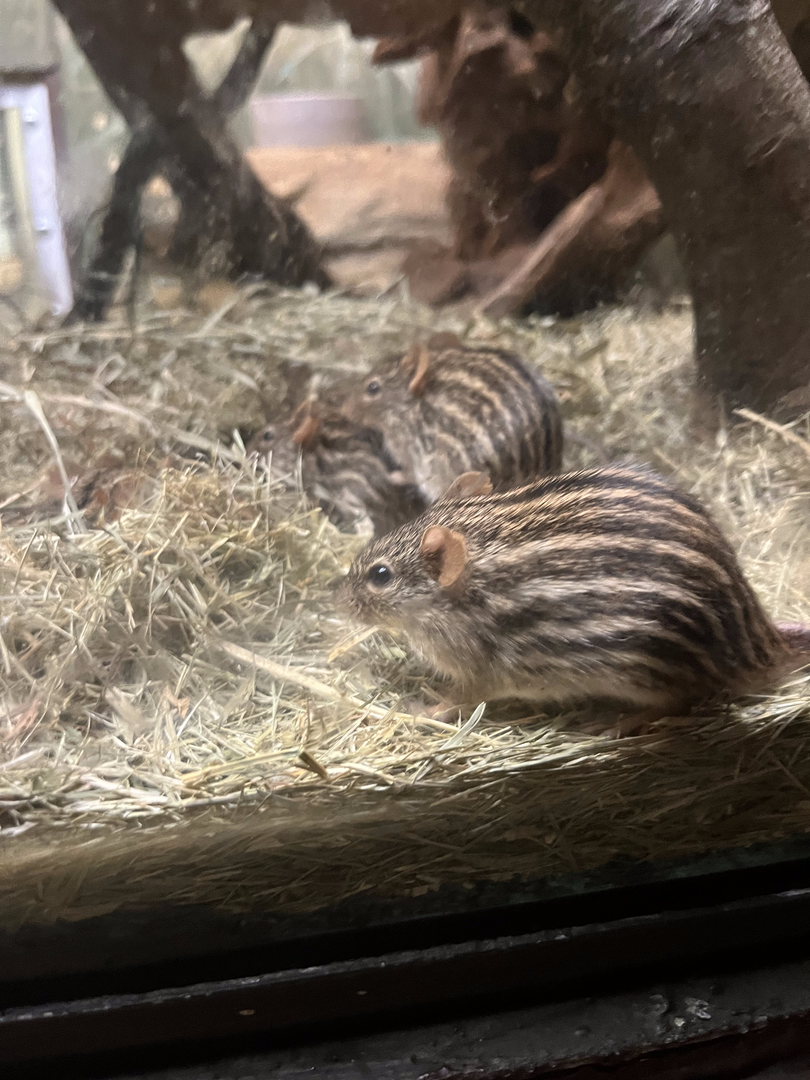 Barbary striped grass mice