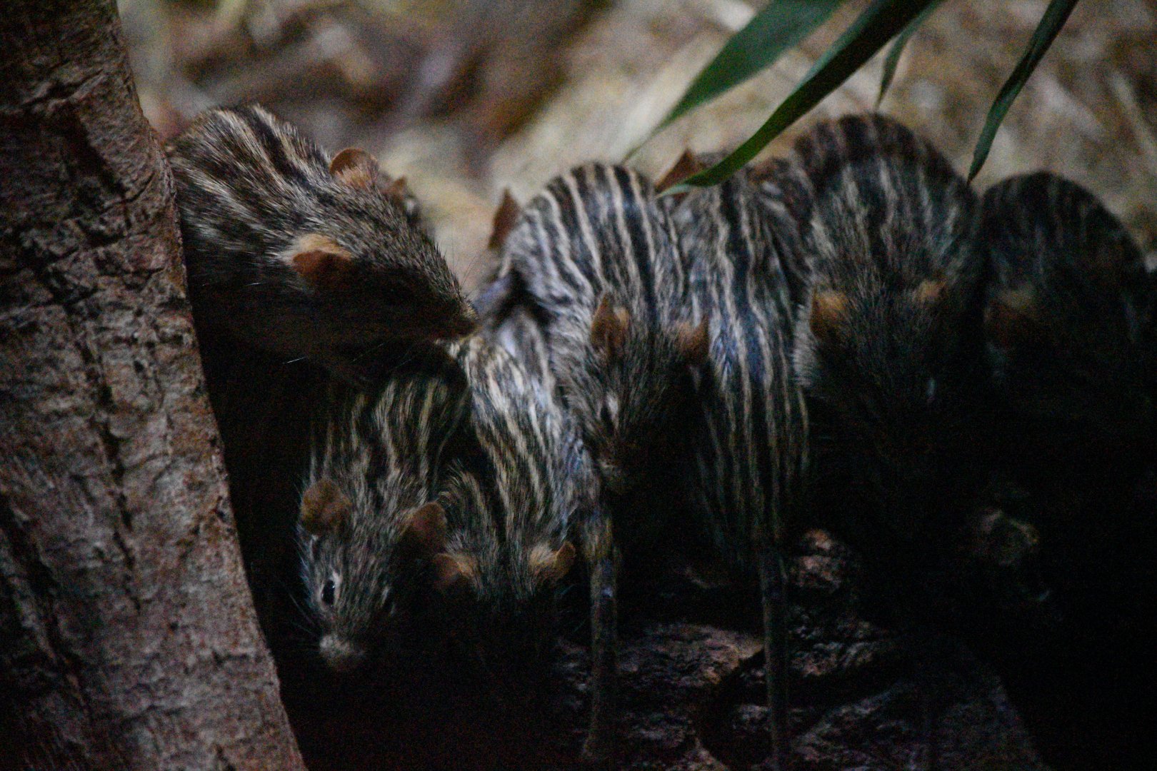 Barbary striped grass mice
