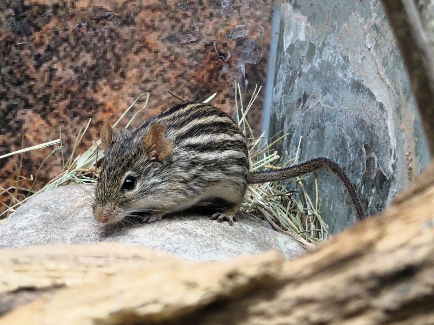 Barbary Striped Grass Mouse 6 September 2025