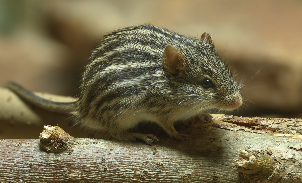 Barbary striped grass mouse : Chester Zoo : 06 Sep 2025