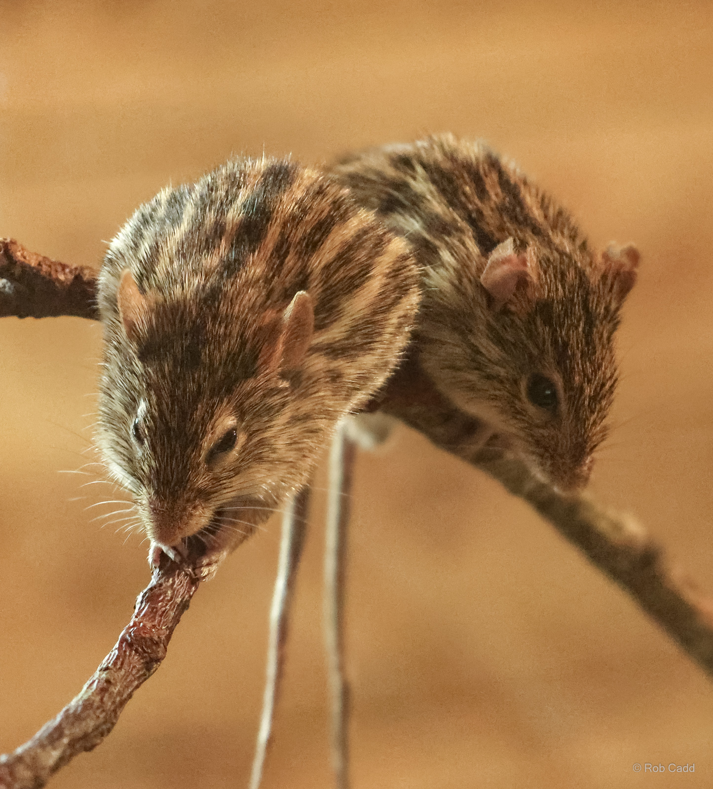 Barbary striped grass mouse : Cotswold WP : 01 Jun 2024