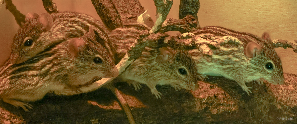 Barbary striped grass mouse : Cotswold WP : 04 Jul 2025