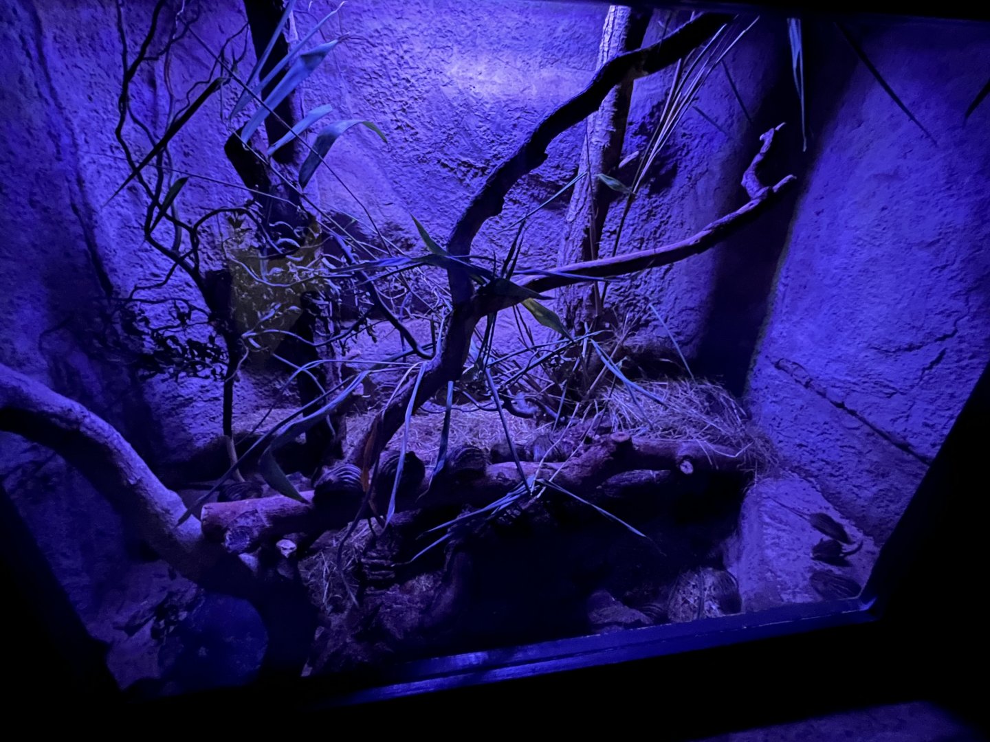 Barbary striped grass mouse enclosure 29.6.24