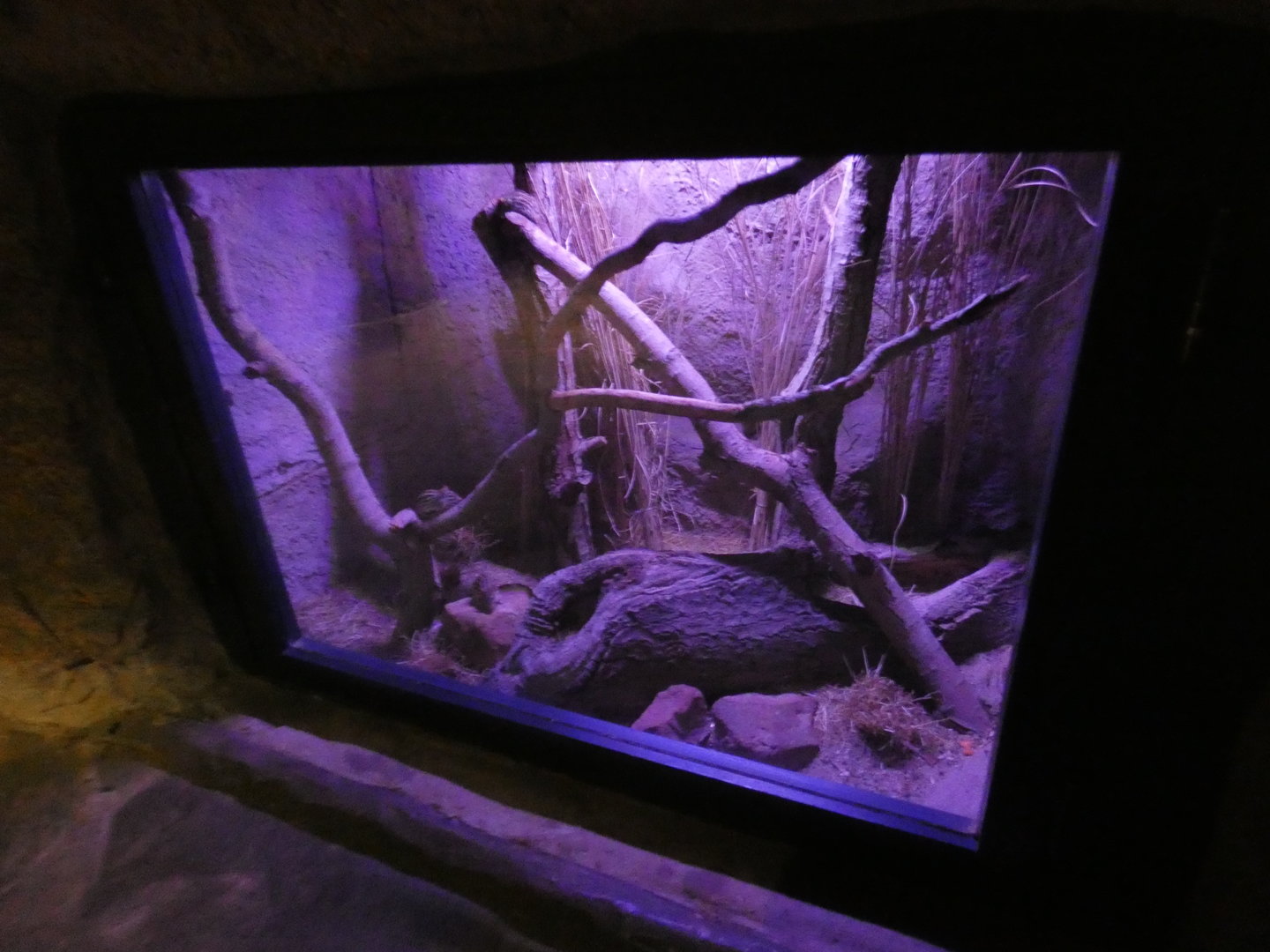 Barbary striped grass mouse enclosure