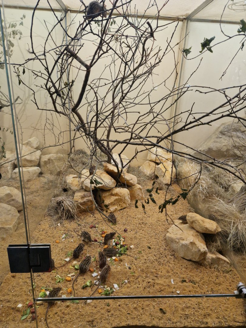 Barbary striped grass mouse enclosure