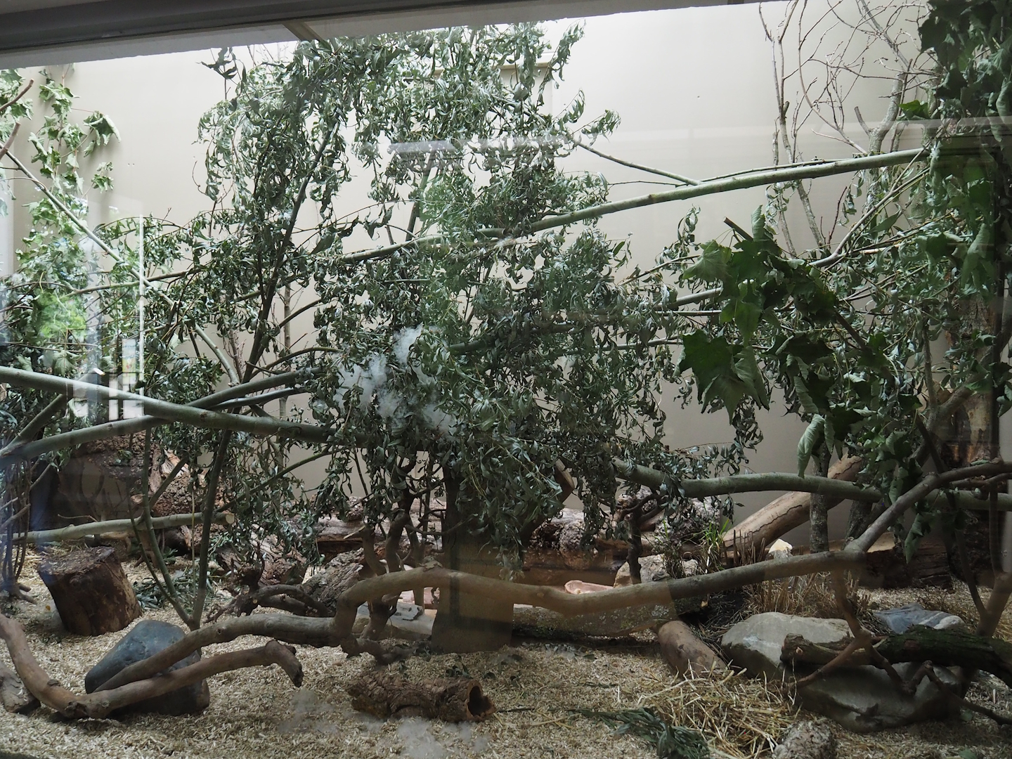 Barbary striped grass mouse exhibit, 2022-07-10