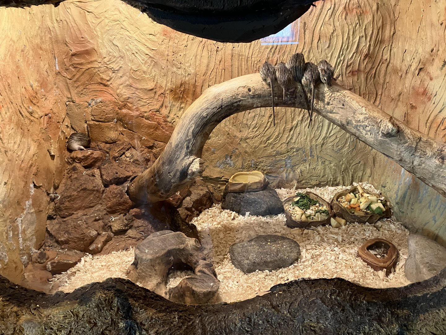 Barbary striped grass mouse exhibit